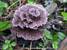 Thelephora terrestris 